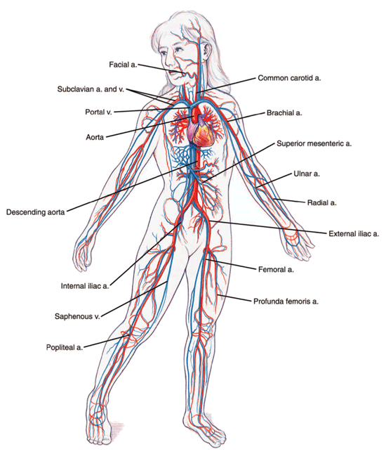 Arteries and veins in the human body Arteries and veins in the human body