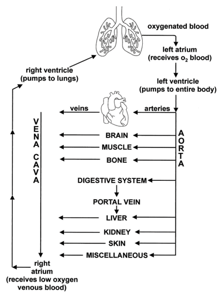 Circulation of blood